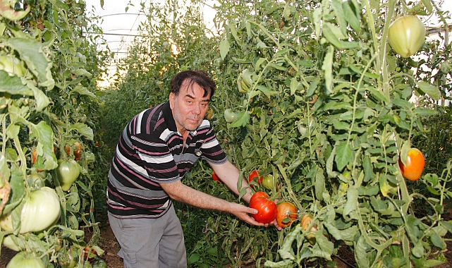 Serasında 1,5 Kilogramdan Fazla Ağırlıkta Domatesler Yetiştiriyo