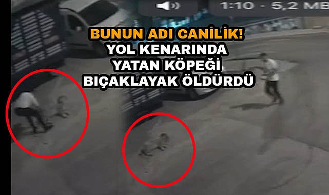Bunun Adı Canilik! Yol Kenarında Yatan Köpeği Bıçaklayak Öldürdü