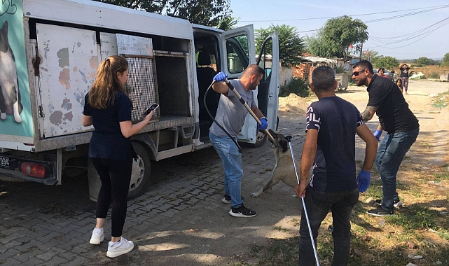 Okul Çevrelerindeki Saldırgan Sahipsiz Köpekler Toplanıyor