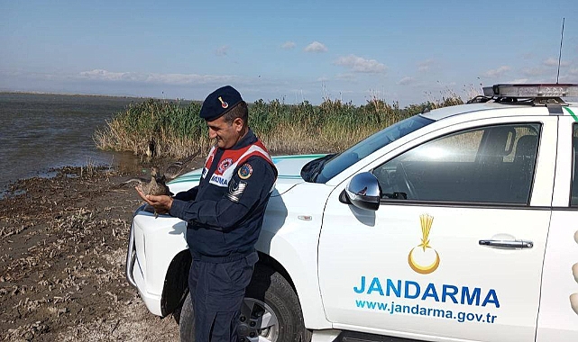 Jandarmanın Bulduğu Yaralı Yaban Ördeği Tedavi Edilip Doğaya Salınacak