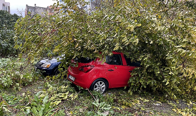 Devrilen Ağaç Park Halindeki 3 Otomobile Zarar Verdi