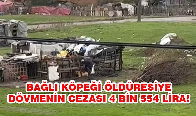 Bağlı Köpeği Öldüresiye Dövmenin Cezası 4 Bin 554 Lira!