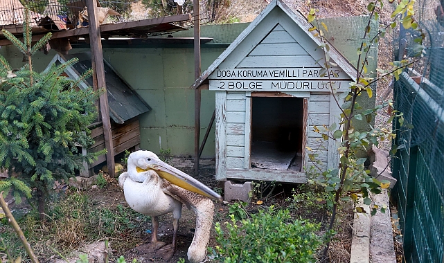 Tüfekle Yaralanan Pelikan Tedavi Altına Alındı