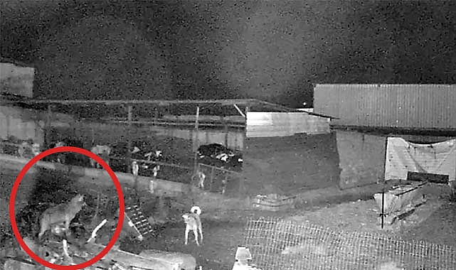 Kurtlar İndikleri Köylerde 10 Koyunu Öldürdü