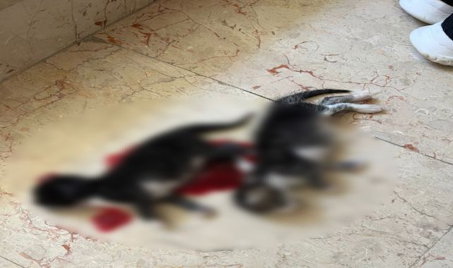 6 yavru kedi başları kesilerek öldürülldü