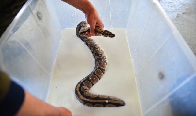 Bursa Hayvanat Bahçesi&#039;nde, nesli tehlikedeki &#039;kraliyet pitonları&#039; süt banyosuyla deri değiştiriyor