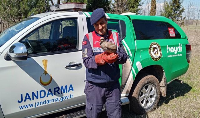 Edirne’de yaralı halde bulunan kınalı keklik, tedaviye alındı
