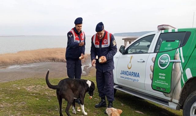 Jandarma, Gala Gölü'ndeki sahipsiz hayvanları besledi