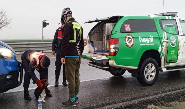 Jandarmanın yol kenarında bulduğu yaralı yavru köpek tedaviye alındı