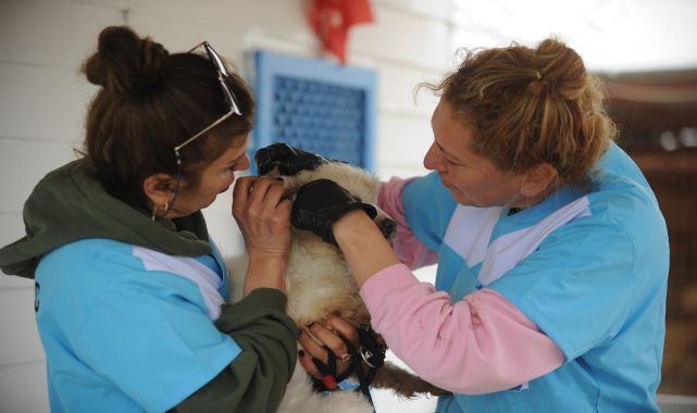 Merdiven altı üretilen 30 cins köpek kurtarıldı; bakımsızlıktan kör olmuş, dişleri çekilmiş