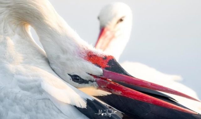 Yaren leylek, eşi Nazlı ile de buluştu