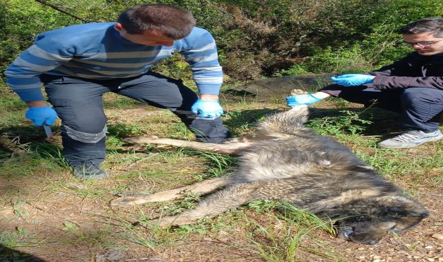 Bahçesinde baktığı köpekleri zehirlediler