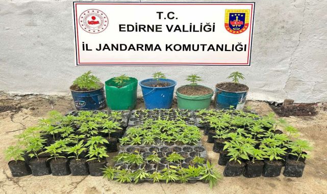 Evde 196 Kök Hint Keneviri Ele Geçirildi