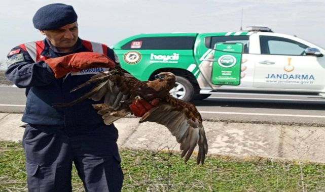 Edirne’de jandarmanın bulduğu yaralı şahin, tedaviye alındı