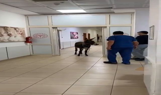 Eşek, hastanenin acil servisine girdi; o anlar kamerada
