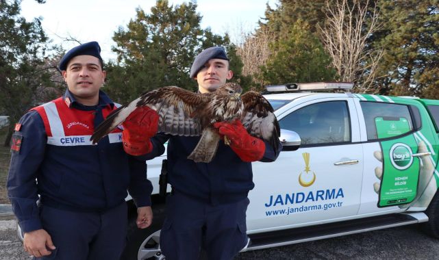 Jandarmanın bitkin halde bulduğu şahin, tedaviye alındı
