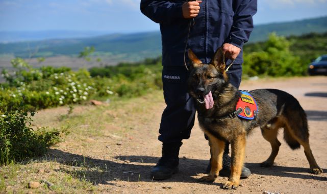 Kırklareli&#039;deki selde 1 kişinin cesedini bulan kadavra köpeği &#039;Denek&#039;, Korhan Berzeg&#039;in izini sürüyor