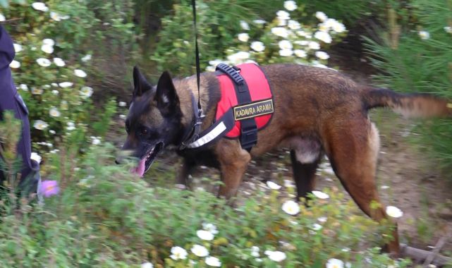 Korhan Berzeg'i arama çalışmaları 315'inci günde sürdürülüyor; eğitimli köpek sayısı artırıldı