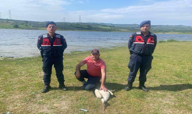 Mudanya'da yaralı bulunan leylek tedaviye alındı