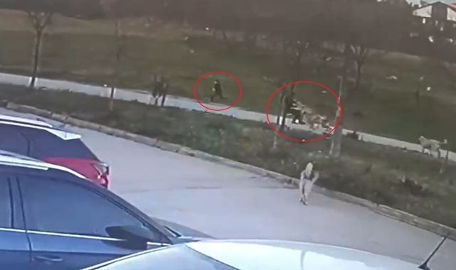 Oğlunu köpeklerden korumak isterken çenesi kırılıp elleri ve kulağı parçalandı; o anlar kamerada