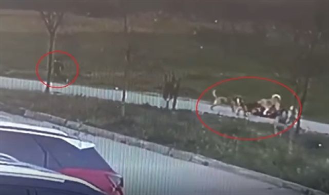 Oğlunu korumak isteyen babaya saldıran köpeklerin sahipli olduğu ortaya çıktı