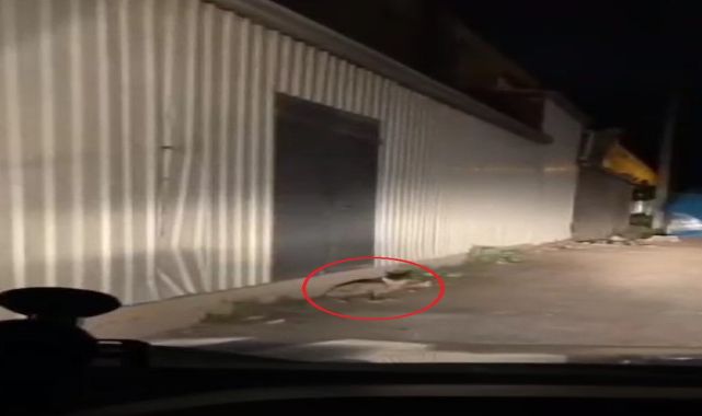 Yiyecek arayan tilki, sanayi sitesinde görüntülendi