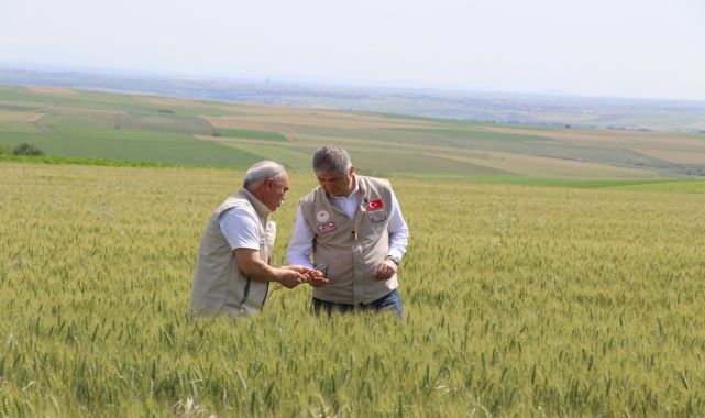 Edirne’de buğday ekili tarlalarda hastalık ve zararlıya rastlanmadı