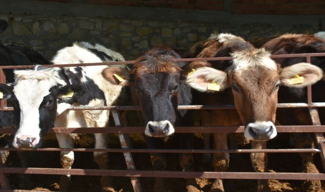 Edirne'de kurbanlık fiyatları belirlendi