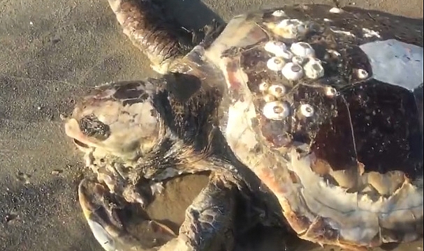 Edirne'de sahile ölü caretta caretta vurdu