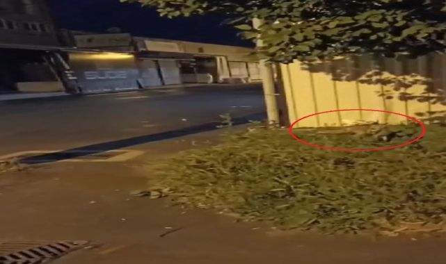 Sanayi sitesinde yiyecek arayan tilki kamerada