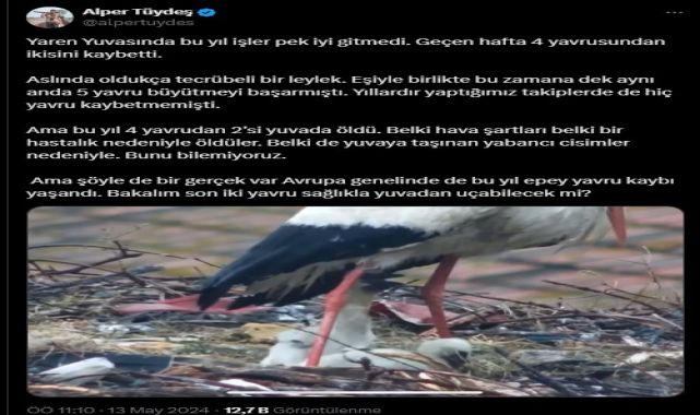 Yaren leylek ile eşi Nazlı, 4 yavrusundan 2’sini kaybetti