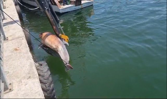 Bursa'da 3 metre uzunluğunda ölü yunus bulundu