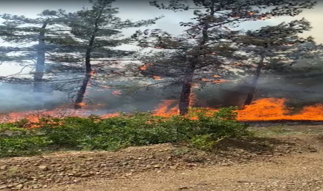 Bursa&#039;da orman yangını; karadan ve havadan müdahale ediliyor