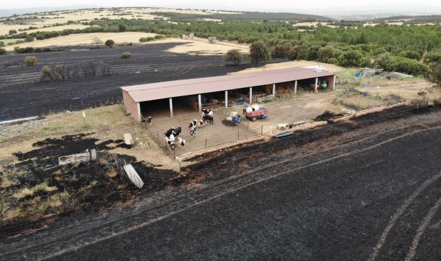 Çanakkale'de orman yangını; bu kez de Ezine'de çıktı
