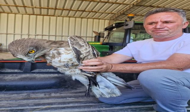 Edirne'de çeltik tarlasında bulunan yaralı atmaca tedaviye alındı