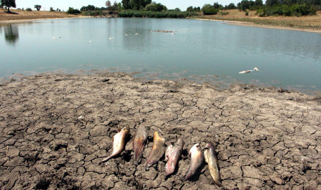 Edirne'de gölette toplu balık ölümleri