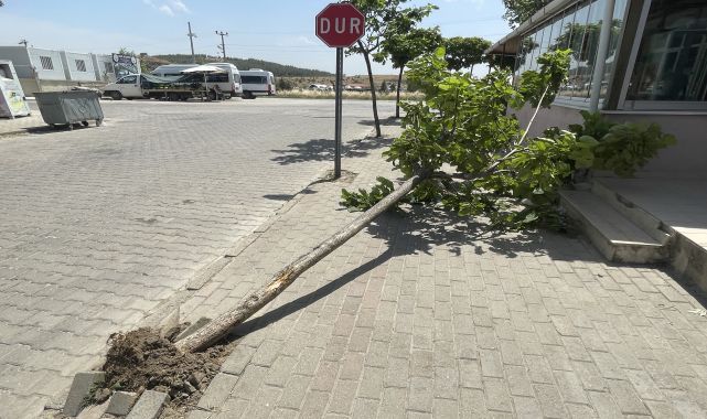Edirne'de lodos ağaç devirdi