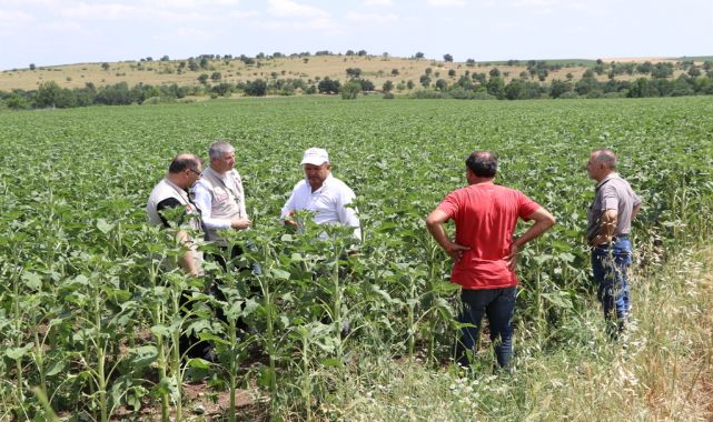 Edirne'deki dolu yağışı; 1000 dekar ekili alan zarar gördü