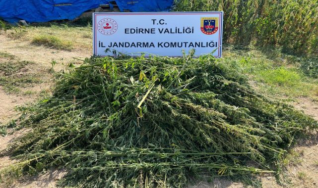 Evin bahçesinde 5 bin 950 kök Hint keneviri ele geçirildi