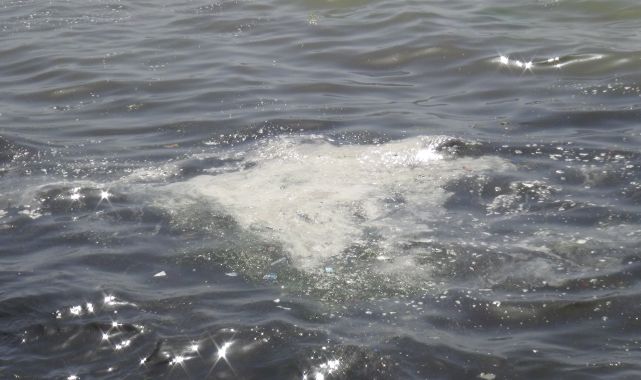 İzmit Körfezi'ndeki beyaz tabakanın fitoplankton olduğu ortaya çıktı