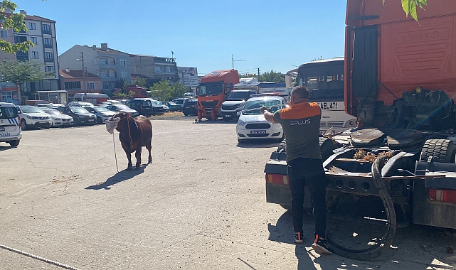 Kaçan Kurbanlık Boğa Ortalığı Birbirine Kattı