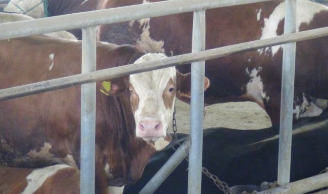 Kocaeli Veteriner Hekimleri Odası Başkanı Bostancı'dan 'kurbanlık' uyarıları