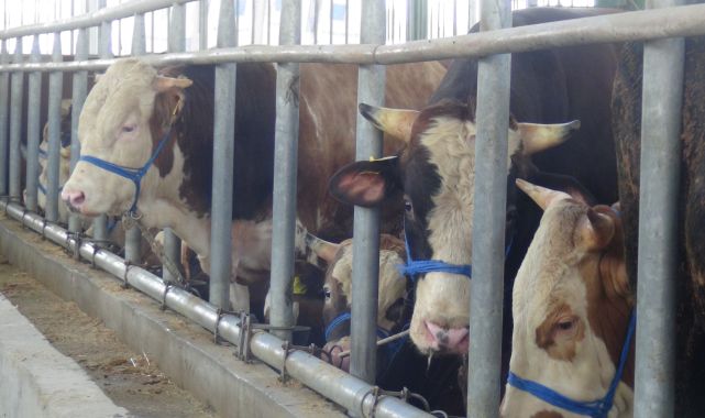 Kocaeli'de hayvan pazarında kurbanlıklar alıcılarını bekliyor