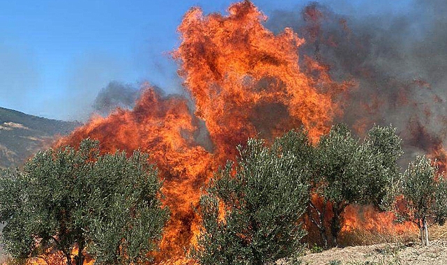 Tekirdağ'da Ormanlara Girişler 15 Ekim'e Kadar Yasaklandı