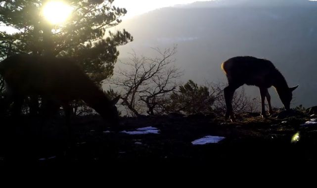 Uludağ'da yaban hayvanları fotokapanlarla görüntülendi