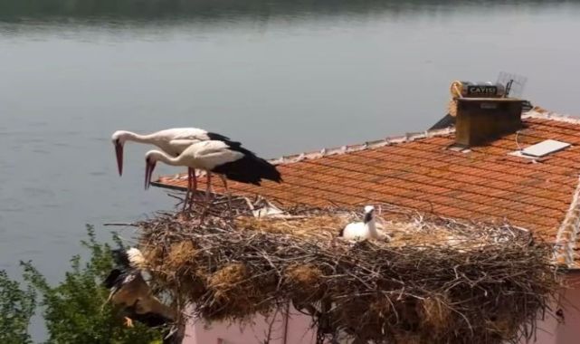 Yaren leylek ile eşi Nazlı, tedavisi tamamlanan yavrularına 10 gün sonra kavuştu