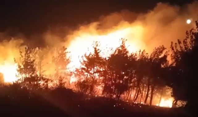 Ayvalık'ta orman yangını