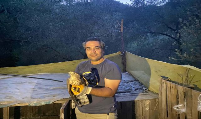 Balıkesir&#039;de yaralı çakır kuşu tedaviye alındı