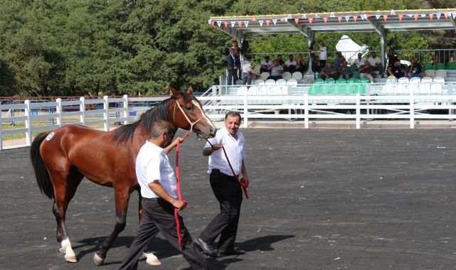Bursa&#039;da &#039;İnzibat&#039; adlı tay 2 milyon liraya satıldı