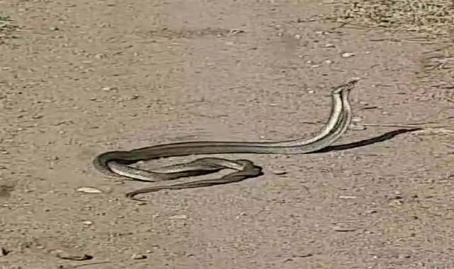 Çanakkale&#039;de yılanların &#039;çiftleşme dansı&#039;
